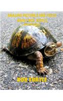 Box Turtle: Amazing Pictures and Facts about Box Turtle