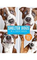 Shelter Dogs in a Photo Booth