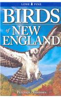 Birds of New England