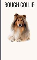 Rough Collie