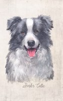 Border Collie Dog Portrait Notebook: Blank Lined Journal for Dog Lovers, Dog Mom, Dog Dad and Pet Owners - 6x9 with College Ruled Pages