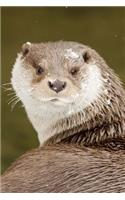 Say Hello to the Otter Dude Journal: 150 page lined notebook/diary