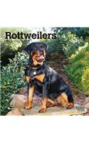 Rottweilers 2021 Mini 7x7