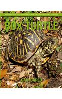 Box Turtle