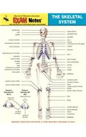Exam Notes Skeletal System St