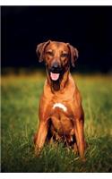 Rhodesian Ridgeback Autumn Notebook & Journal. Productivity Work Planner & Idea Notepad: Brainstorm Thoughts, Self Discovery, To Do List