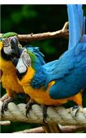 Blue and Gold Macaw Parrots Pair on a Rope Journal