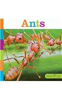 Ants: (Seedlings)