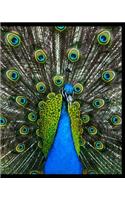 Peacock Notebook