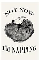 Not Now I'm Napping