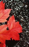 2019 Daily Planner Red Maple Leaves Autumn Season 384 Pages: (2019 Planners Calendars Organizers Datebooks Appointment Books Agendas)