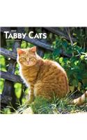 Tabby Cats 2020 Square Wall Calendar