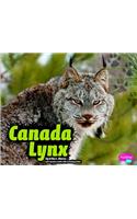 Canada Lynx