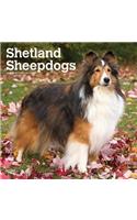 Shetland Sheepdogs 2019 Square Wall Calendar