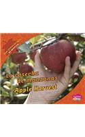 Cosecha de Manzanas/Apple Harvest: (Todo Acerca del Otoño/All about Fall)