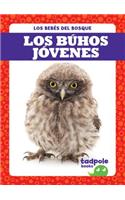 Los Buhos Jovenes (Owlets)