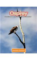 Osprey: Fun Facts and Amazing Photos of Animals in Nature