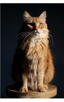 Cat Journal: Versatile Blank Lined Notebook: Norwegian Forest Cat