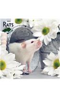 Rats 2019 Square Wall Calendar