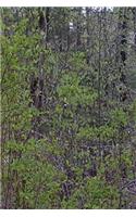Journal Forest First Spring Leaves: (Notebook, Diary, Blank Book)