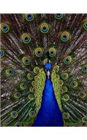 Peacock Notebook Large Size 8.5 x 11 Ruled 150 Pages Softcover
