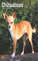 Chihuahuas 2025 Square Wrap
