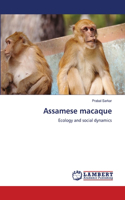 Assamese macaque