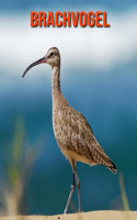 Brachvogel: Schöne Bilder & Kinderbuch mit interessanten Fakten über Brachvogel