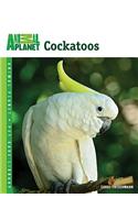 Cockatoos