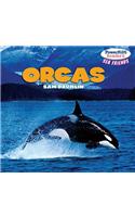 Orcas