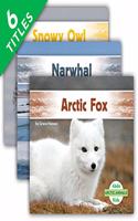 Arctic Animals (Set)