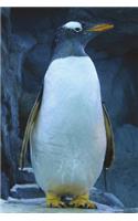 Gentoo Penguin Journal: 150 Page Lined Notebook/Diary: 150 Page Lined Notebook/Diary