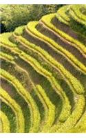 A Rice Field Terrace in Thailand Journal