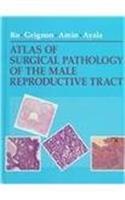 Atlas Of Surgical Pathology Of The Male Reproductive Tract