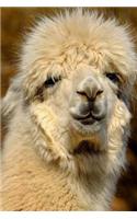 An Smug Cream Colored Llama Portrait Journal: 150 Page Lined Notebook/Diary