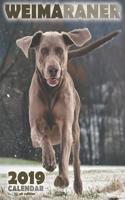 Weimaraner 2019 Calendar (UK Edition)