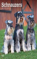 SCHNAUZERS INTL 2020 SQUARE WALL CALENDA