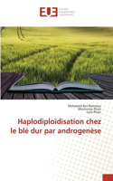 Haplodiploïdisation chez le blé dur par androgenèse