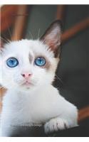 Blue-Eyed Kitten