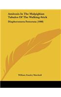 Amitosis In The Malpighian Tubules Of The Walking-Stick