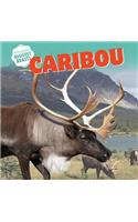 Caribou