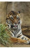 MindBlowing Cute Big Cats Journal 1
