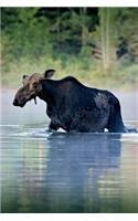 Moose in a Lake Journal: 150 page lined notebook/diary(English)