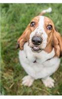 Basset Hound Journal