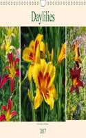 Daylilies - Delicate Beauties of the Summer 2017