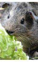 Cute Brown Guinea Pig Pet with a Lettuce Leaf Journal: 150 Page Lined Notebook/Diary