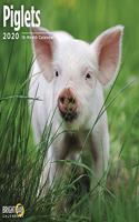 PIGLETS WALL CALENDAR 2020