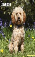 CAVAPOO W 2020