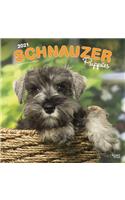 Schnauzer Puppies 2021 Square