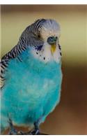 A Stunning Blue Parakeet Bird Perched Journal